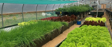 Huddersfield university visit The Burnt Hill Herb Co. farm site.