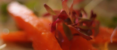 Cold smoked trout