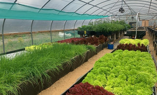 Huddersfield university visit The Burnt Hill Herb Co. farm site.