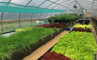 Huddersfield university visit The Burnt Hill Herb Co. farm site.