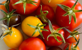 Welcome to Tomato Club 2023!