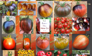 The Burnt Hill Herb Co. launch their "Tomato Club" CSA