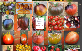 The Burnt Hill Herb Co. launch their "Tomato Club" CSA