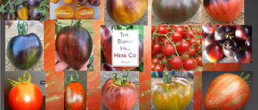 The Burnt Hill Herb Co. launch their "Tomato Club" CSA