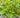 Fresh Mint - ‘Moroccan’ - (For Mint Tea)