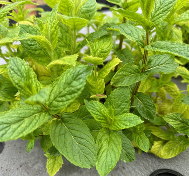 Fresh Mint - ‘Moroccan’ - (For Mint Tea)