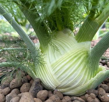 Fennel - 'Mantovano Florence'