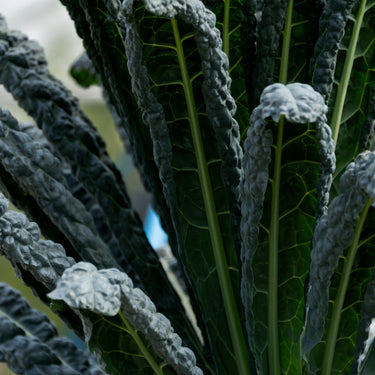 Black Tuscan Kale (Cavelo Nero)
