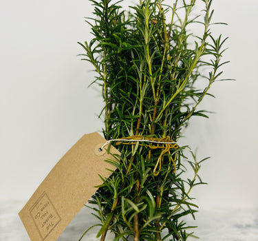 Rosemary - 'Organic' - Bunch