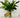 Fresh Herb Bouquet - Small
