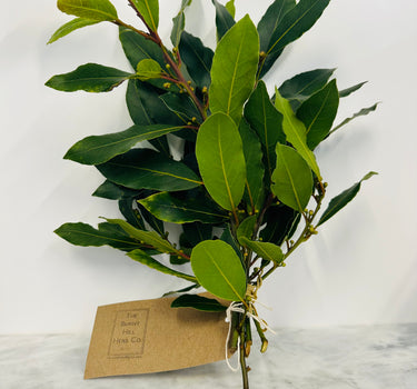 Fresh Bay Herb Bunch