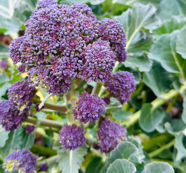 Purple Sprouting Broccoli - 'Rudolph' & 'Early'