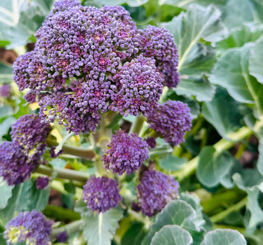 Purple Sprouting Broccoli - 'Rudolph'