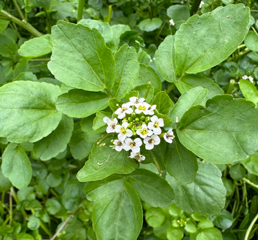 Watercress - 'Organic'