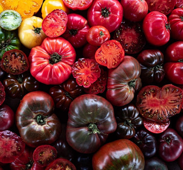 Tomato Club 25 - Farm Share Subscription - 1kg per month (x3)