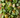 Green Tomatoes - Heirloom mix - END OF SEASON SALE!
