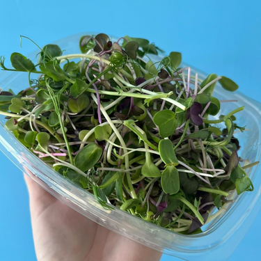 Sunny Microgreens Mix - Christmas Box