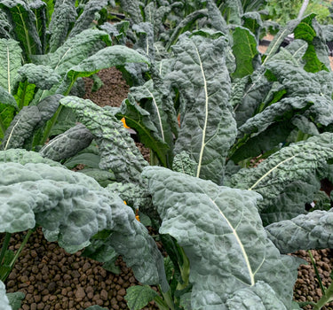 Black Tuscan Kale (Cavelo Nero)