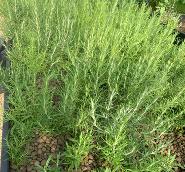 Rosemary - 'Organic'