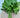 Flat Leaf Parsley - 'Italian Giant Leaf'