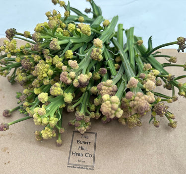 Sweet Stemmed Broccoli - 'White Burbank'